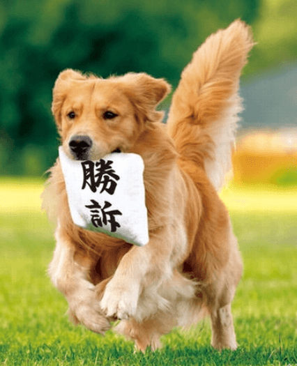 勝訴犬